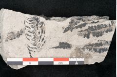 Foto (Detailansicht) von Calamites sp.  (NHMW-GEO-2024-0188-11182)